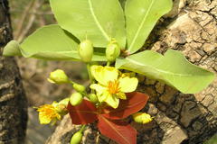 Ochna gamblei